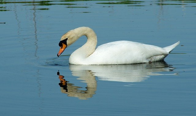 Free download Swan Bird Nature -  free photo or picture to be edited with GIMP online image editor