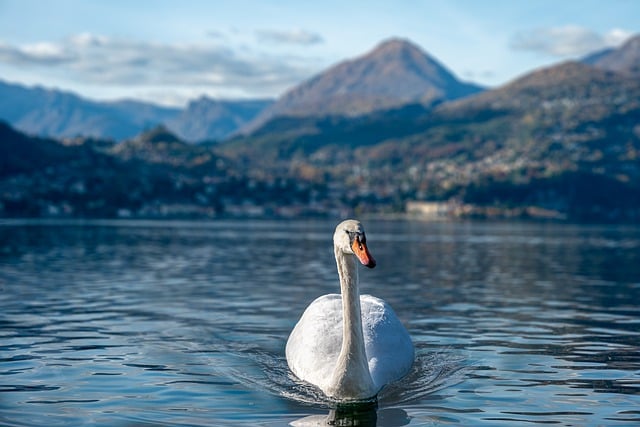 Free download swan bird ornithology lake free picture to be edited with GIMP free online image editor