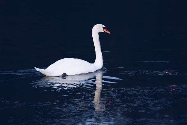 Free download Swan Bird Plumage -  free photo or picture to be edited with GIMP online image editor