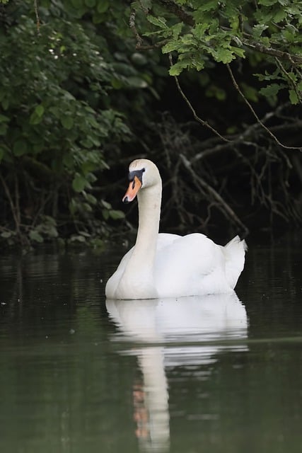 Free download swan bird river nature waterfowl free picture to be edited with GIMP free online image editor