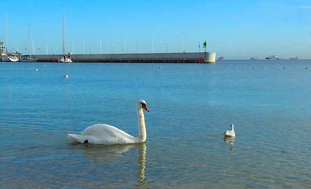 Free download swan bird sea ornithology species free picture to be edited with GIMP free online image editor