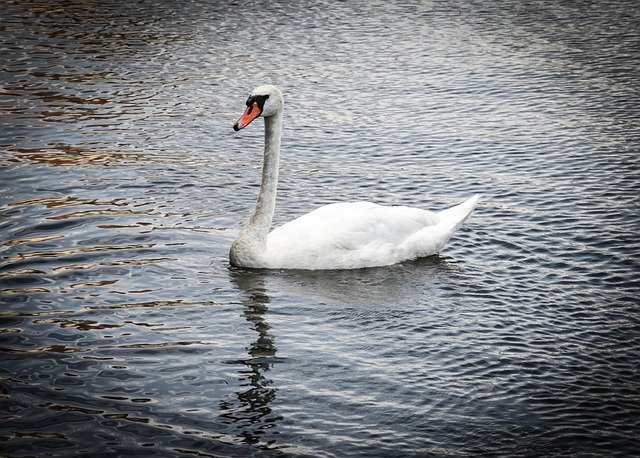 Free download Swan Bird Water -  free photo or picture to be edited with GIMP online image editor