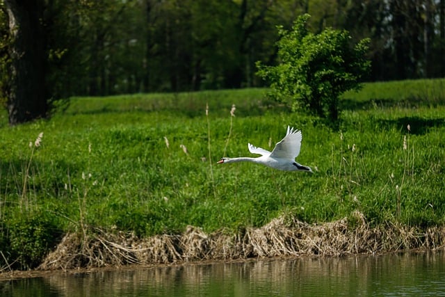 Free download swan bird water bird flying free picture to be edited with GIMP free online image editor