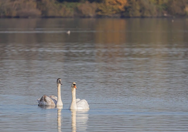 Free download swan bird waterfowl ornithology free picture to be edited with GIMP free online image editor