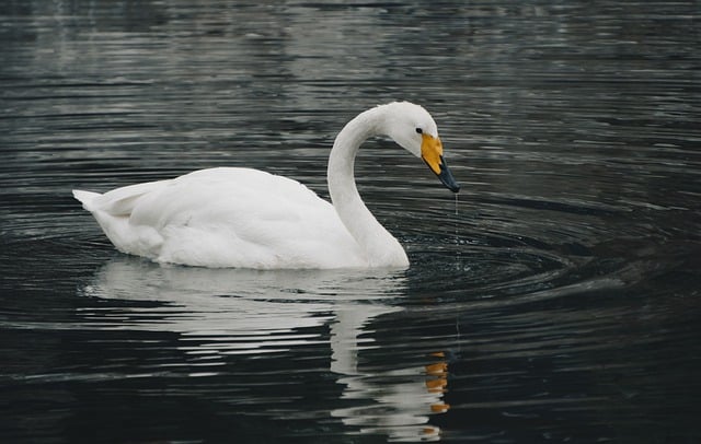 Free download swan bird waterfowl water bird free picture to be edited with GIMP free online image editor