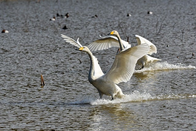 Free download swan bird whooper swan wings pond free picture to be edited with GIMP free online image editor