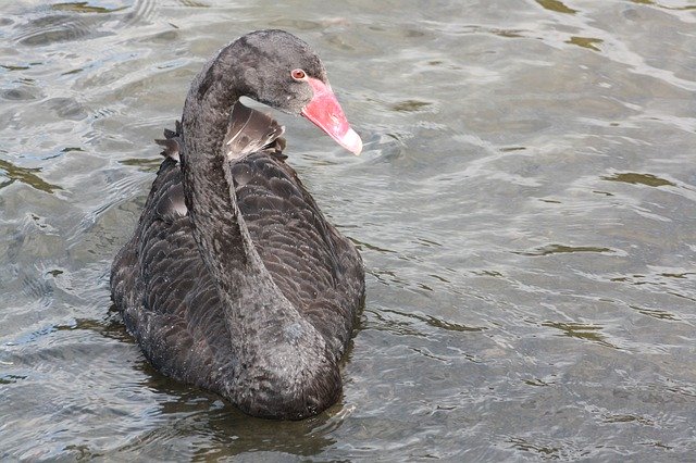 Free download Swan Black Lake New -  free photo or picture to be edited with GIMP online image editor