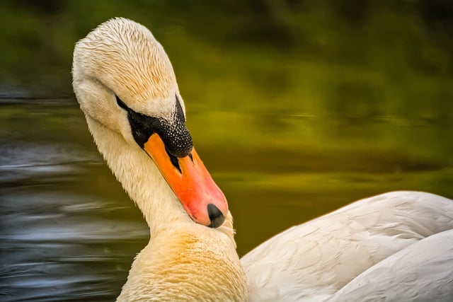 Free download swan bokeh water portrait nature free picture to be edited with GIMP free online image editor