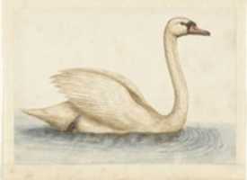 Free download Swan (ca 1560-1585) free photo or picture to be edited with GIMP online image editor