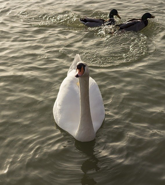 Free download Swan Cam White Wild -  free photo or picture to be edited with GIMP online image editor