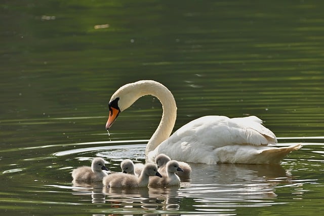 Free download swan chick mute swan lake spring free picture to be edited with GIMP free online image editor