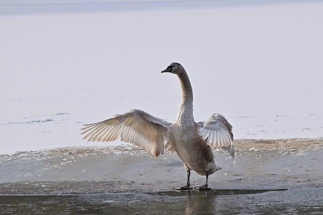 Free download swan cub mute swan winter wings free picture to be edited with GIMP free online image editor