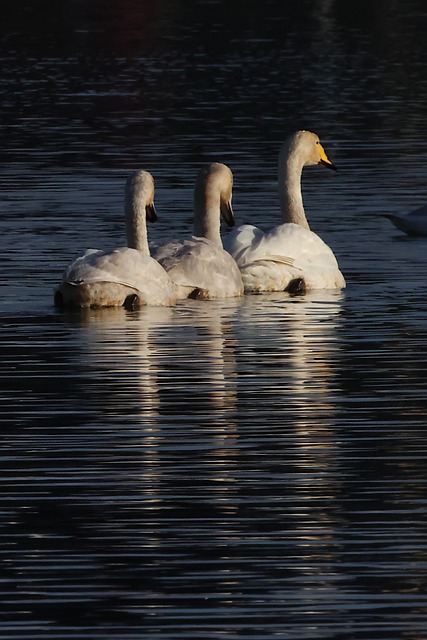 Free download swan cygnet whooper swan bird free picture to be edited with GIMP free online image editor