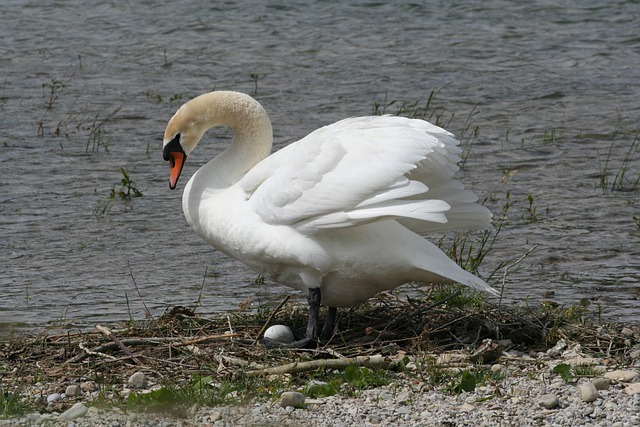 Free download swan egg nest bird lake waterfowl free picture to be edited with GIMP free online image editor