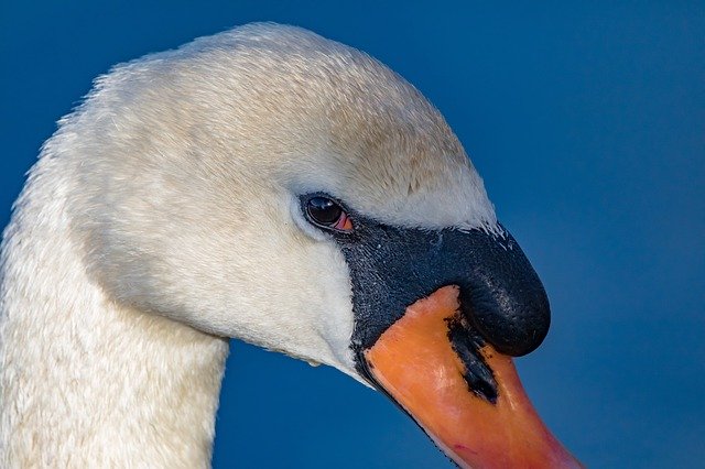 Kostenloser Download von Swan Eye Animal - kostenloses Foto oder Bild zur Bearbeitung mit dem Online-Bildeditor GIMP