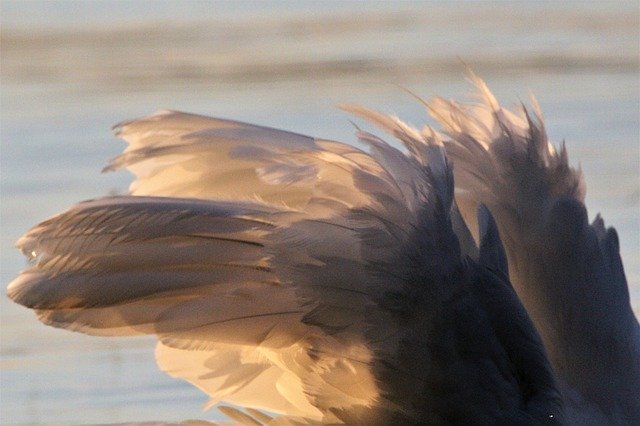 Free download Swan Feathers Sun Lake Evening -  free photo or picture to be edited with GIMP online image editor