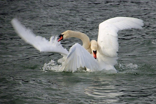 Free download Swan Fight -  free photo or picture to be edited with GIMP online image editor