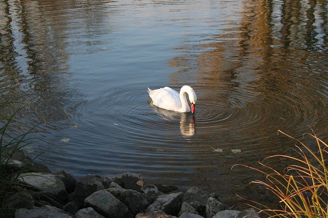 Free download Swan Floating Rhine -  free free photo or picture to be edited with GIMP online image editor