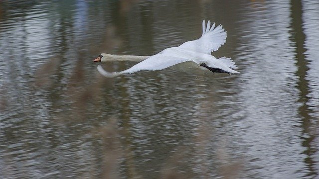 Free download Swan Fly Water The -  free photo or picture to be edited with GIMP online image editor