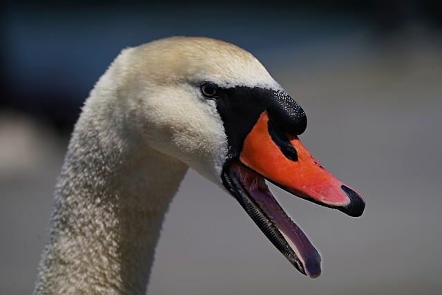 Free download swan head beak bird lake animal free picture to be edited with GIMP free online image editor