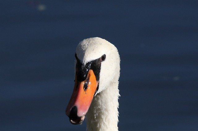 Free download Swan Head Close Up -  free photo or picture to be edited with GIMP online image editor