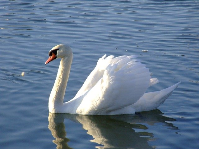 Free download Swan Lake -  free photo or picture to be edited with GIMP online image editor