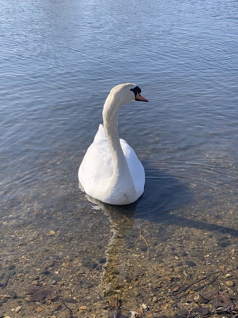 Free download Swan Lake Bird -  free photo or picture to be edited with GIMP online image editor