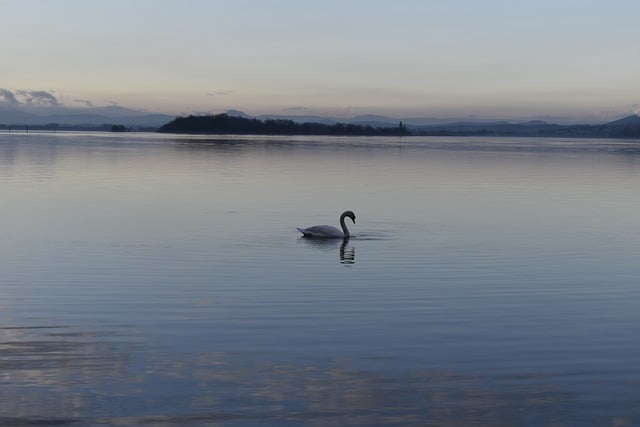 Free download swan lake lake constance nature free picture to be edited with GIMP free online image editor