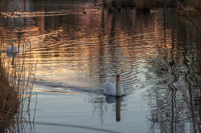 Free download Swan Lake Mirroring -  free photo or picture to be edited with GIMP online image editor