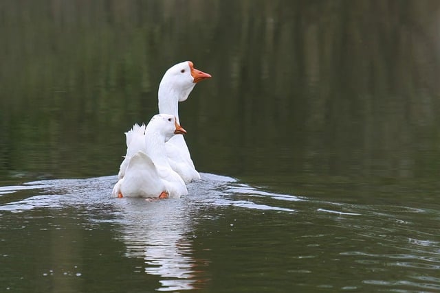 Free download swan lake mute swan nature water free picture to be edited with GIMP free online image editor