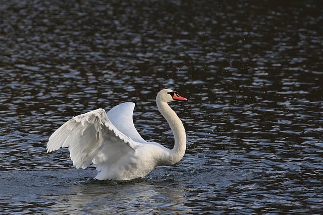 Free download swan lake mute swan winter free picture to be edited with GIMP free online image editor