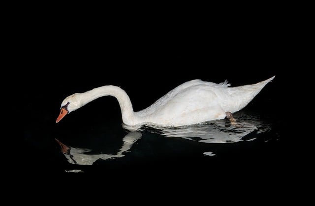 Free download swan lake nature calm down free picture to be edited with GIMP free online image editor