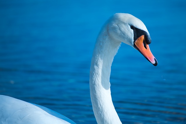 Free download swan lake water bird water nature free picture to be edited with GIMP free online image editor