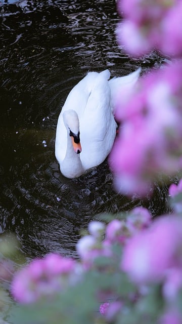 Free download swan lake white swan animal free picture to be edited with GIMP free online image editor