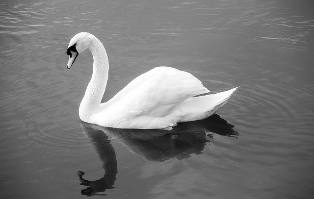 Free download Swan Monochrome Lake -  free photo or picture to be edited with GIMP online image editor