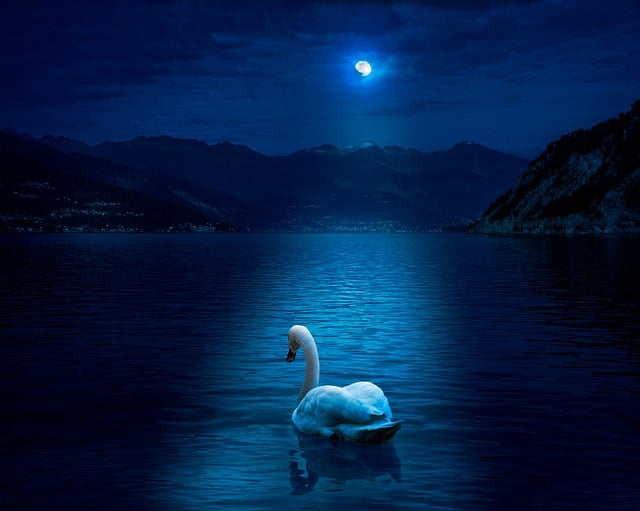 Free download swan moon moonlight lake lake como free picture to be edited with GIMP free online image editor