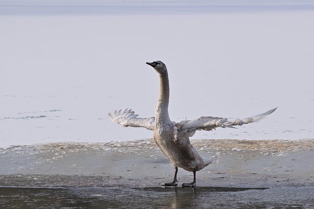 Free download swan mute swan cub winter wings free picture to be edited with GIMP free online image editor