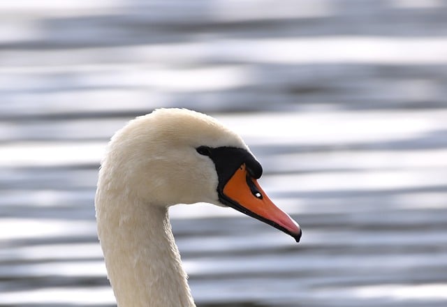 Free download swan mute swan head bird animal free picture to be edited with GIMP free online image editor