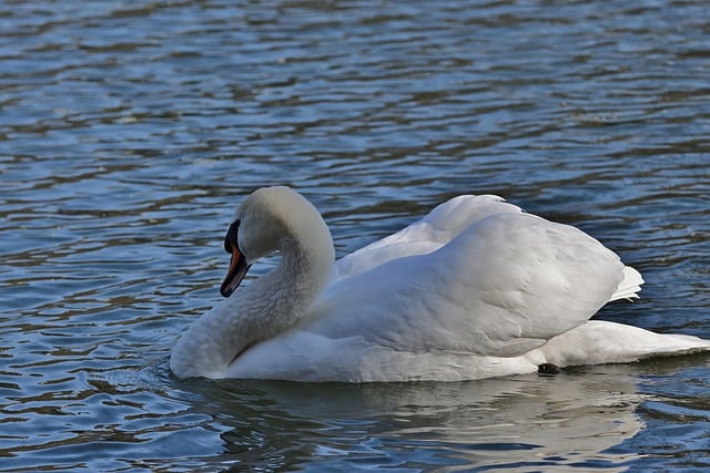 Free download swan mute swan lake park winter free picture to be edited with GIMP free online image editor