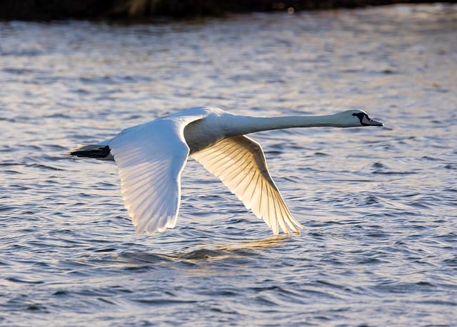 Free download swan mute swan lake river bird free picture to be edited with GIMP free online image editor