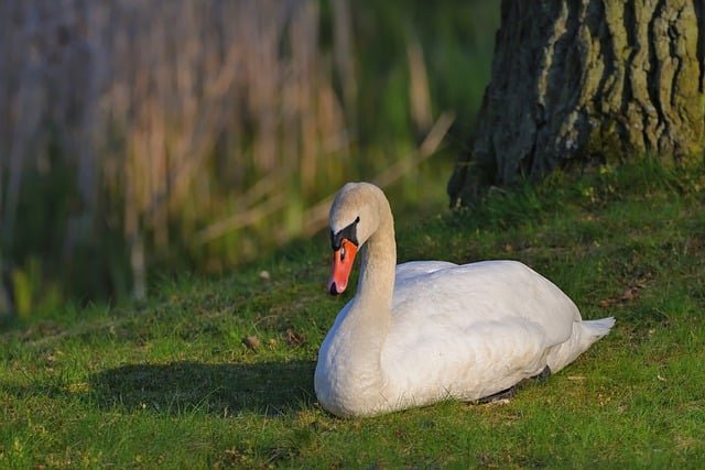 Free download swan mute swan meadow park sunset free picture to be edited with GIMP free online image editor