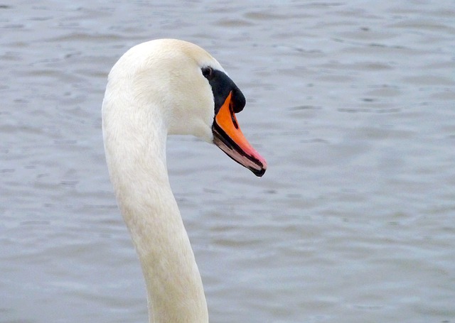 Free download swan my dear swan white feathers free picture to be edited with GIMP free online image editor