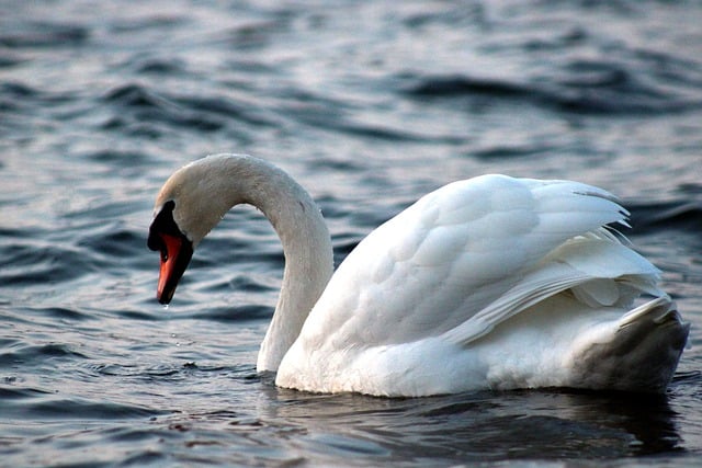 Free download swan nature lake nature wallpaper free picture to be edited with GIMP free online image editor