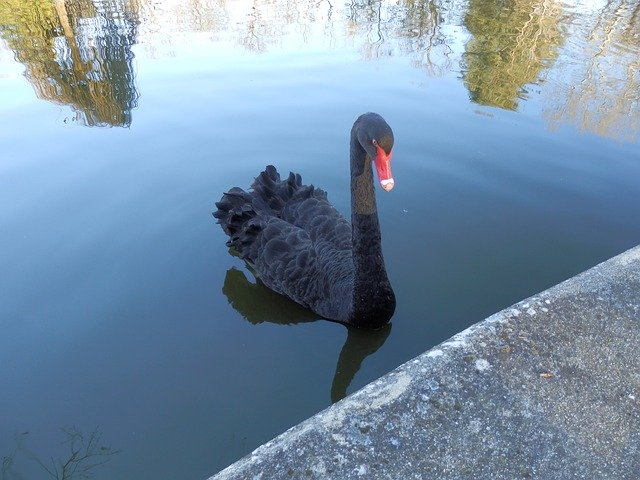 Free download Swan Noir Parc Saint-Jean -  free photo or picture to be edited with GIMP online image editor