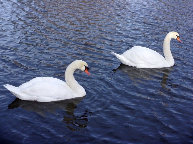 Free download Swan Pond Lake -  free free photo or picture to be edited with GIMP online image editor