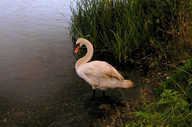 Free download Swan Rain Nature -  free photo or picture to be edited with GIMP online image editor