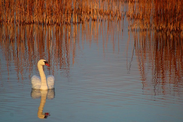 Free download swan reed lake sunrise water bird free picture to be edited with GIMP free online image editor