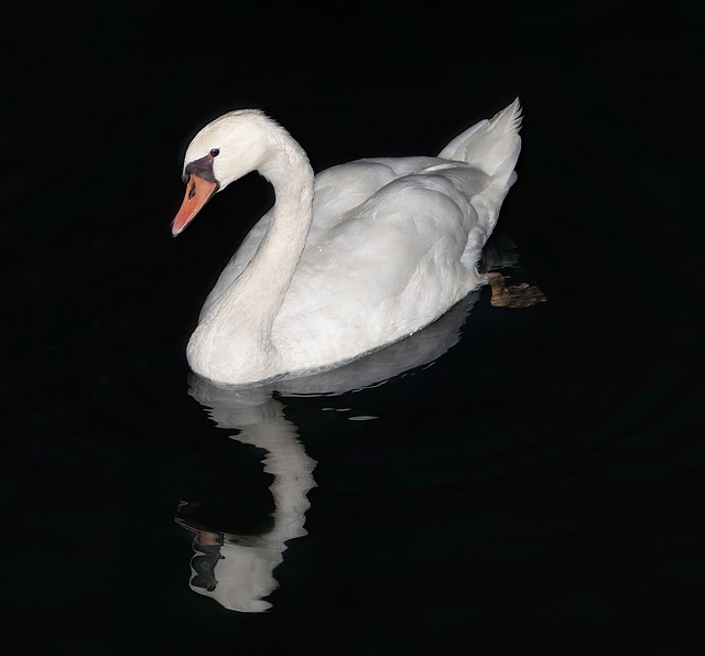 Free download swan reflecting calm down lake free picture to be edited with GIMP free online image editor