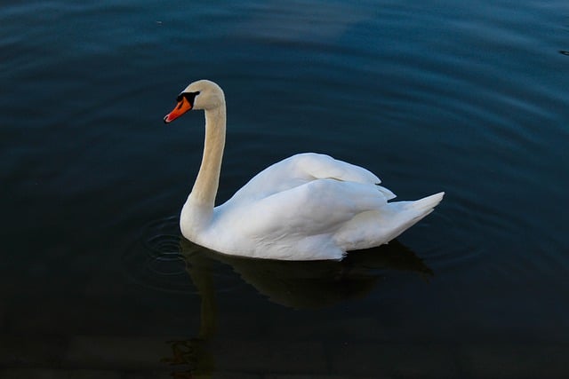 Free download swan river animal water swim free picture to be edited with GIMP free online image editor