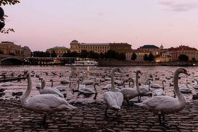 Free download swan river prague eastern europe free picture to be edited with GIMP free online image editor